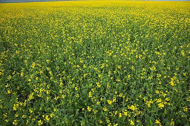 《CS2》职业比赛选手游戏崩溃 导致战队错失季后赛资格